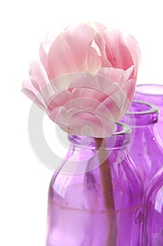 Pink tulip in vases