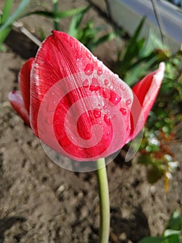 Pink tulip with water drops close up