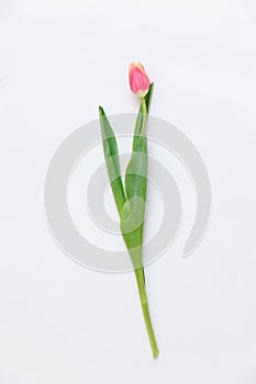 Pink tulip on white background.  close-up view of beautiful blooming pink tulip flower with green leaves