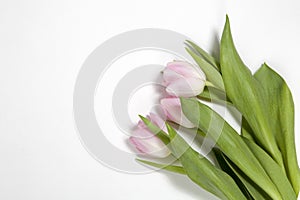 Pink tulip on white background for special ocasion