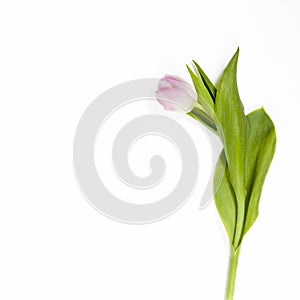 Pink tulip on white background for special ocasion