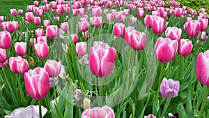 Pink Tulip Wide Angle shot