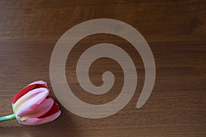 Pink tulip on wooden background. Copy space