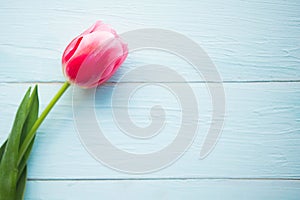 Pink tulip on wooden background. Flat lay, top view, copy space.