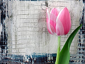 Pink tulip on wooden color background