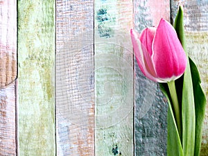 Pink tulip on wooden color wooden backgroun