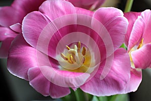 Pink tulip with yellow stamen close up