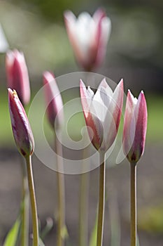 Pink Tulipa sylvestris photo