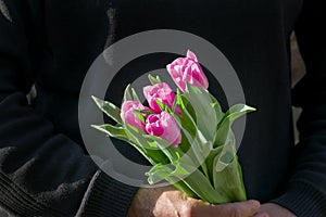 Pink tulipan for  Women`s Day