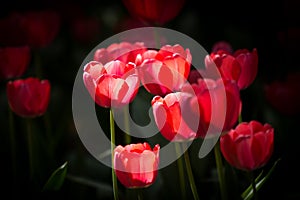 Pink Tulipas
