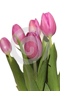 Pink Tulips