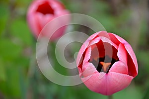 Pink Tulip buds start to unfold photo