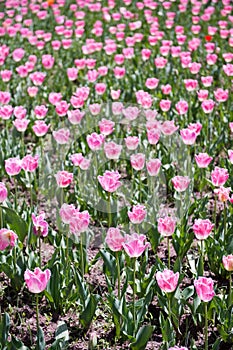 Pink tulips