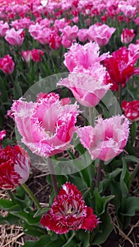 Pink tulips