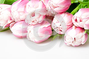 Pink tulips