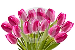 Pink tulips