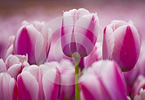 Pink tulips