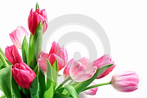 Pink Tulips