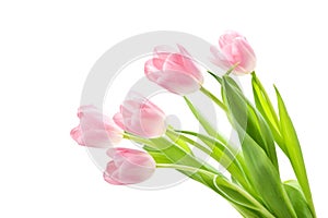 Pink tulips 2