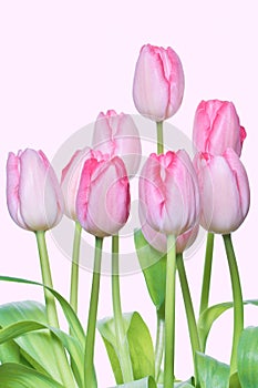 Pink tulips