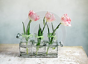 Pink Tulips photo