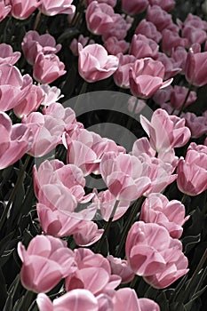 Pink Tulips