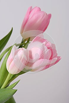 Pink tulips