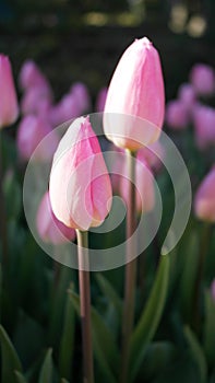 Pink tulips