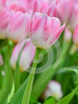 Pink tulips