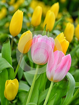 Pink tulips