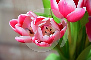 Pink tulips