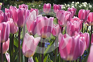 The pink tulips