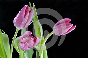 Pink tulips against black background