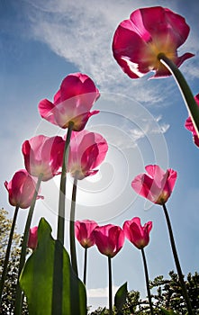 Pink Tulips against blue sky