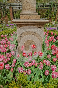 Pink Tulips Around the Granite Burial Monument in the Rose Garden at the the Hillwood Mansion Museum photo
