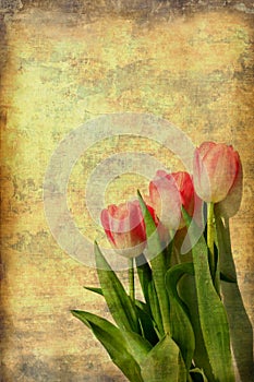 Rosa tulipani arte 