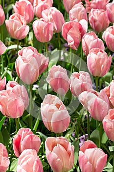 Pink tulips, background