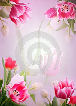 Pink tulips background