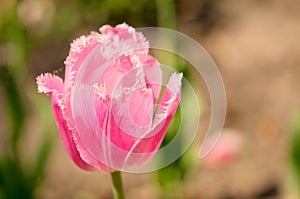 Pink tulips background