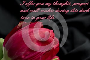 Pink tulips on black background with text condolence sympathy photo