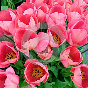 Pink tulips in bloom seen from above