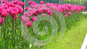 Pink tulips bloom in spring. Tulip flower nature. Floral background. Botanical garden. Flowering buds. Blooming mood