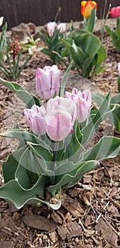 Pink tulips blooming in an Arizonan Spring.