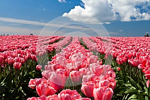 Pink tulips blooming in a field in Mount Vernon, Washington