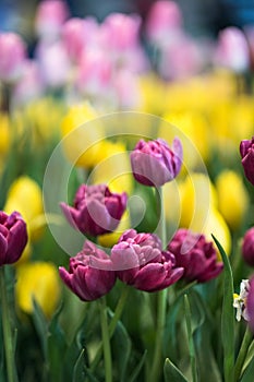 Pink tulips blooming in a tulip field in garden