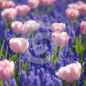 Pink tulips on blue meadow