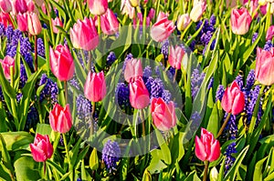 Pink tulips and blue muscari hyacinth flowers.