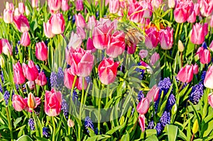 Pink tulips and blue muscari hyacinth flowers.