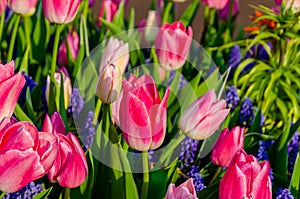 Pink tulips and blue muscari hyacinth flowers in the garden