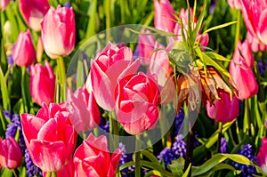 Pink tulips and blue muscari hyacinth flowers in the garden
